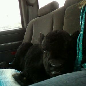 Meet your Posher, Grace